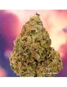 Cannabis di classe premium con resa XXL, sapore cremoso e potenza Sativa da intenditori. 2