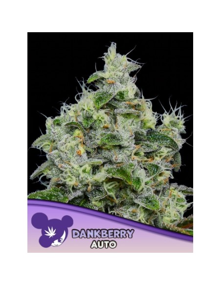 Potenza estrema, sapore fruttato e fioritura rapida in un’autofiorente fuori dal comune.