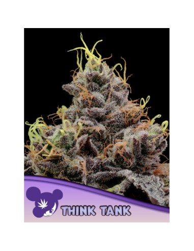 Anesia Seeds Think Tank Fem 3 Semi