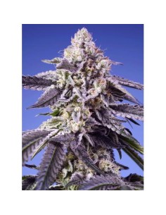 Sweet Seeds Pineapple Slush...
