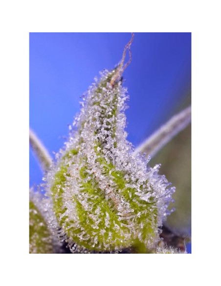 Sweet Seeds Pineapple Slush Auto 500 Semi