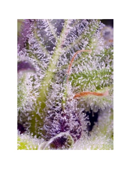 Sweet Seeds Monster Maker Femm 3 Semi + 1 Gratis