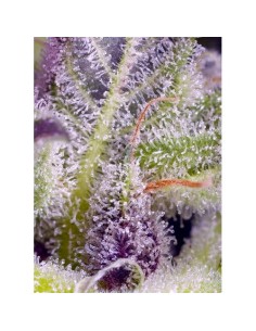 Sweet Seeds Monster Maker... 2