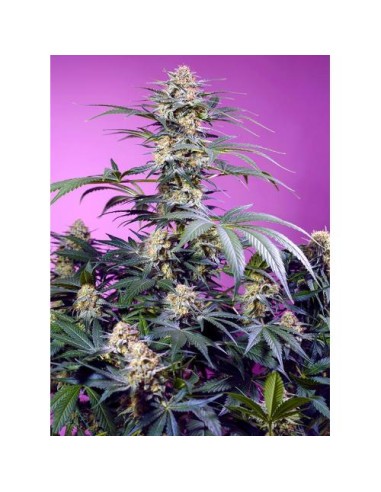 Sweet Seeds Monster Maker Femm 5 Semi + 2 Gratis