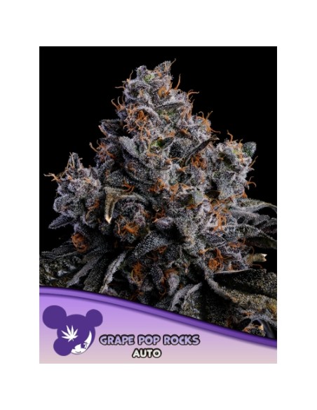Ordina Grape Pop Rocks Auto di Anesia Seeds e porta nella tua grow room una pianta rapida, potente e super aromatica!