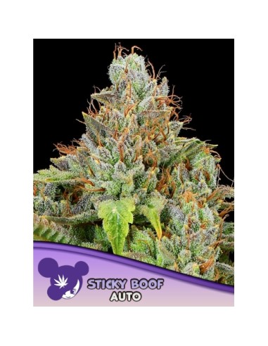 Anesia Seeds Sticky Boof Auto 3 Semi