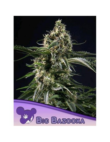 Anesia Seeds Big Bazooka 10 Semi