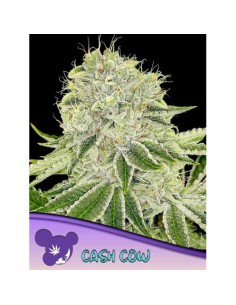 Anesia Seeds Cash Cow Femm...