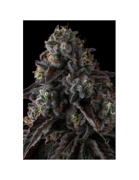 Compound Genetics Fruit Riot 7 Semi Fem