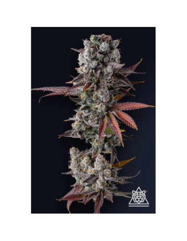 Hawaiian Sunkist FEM di Compound Genetics – 7 semi femminizzati di altissima qualità.