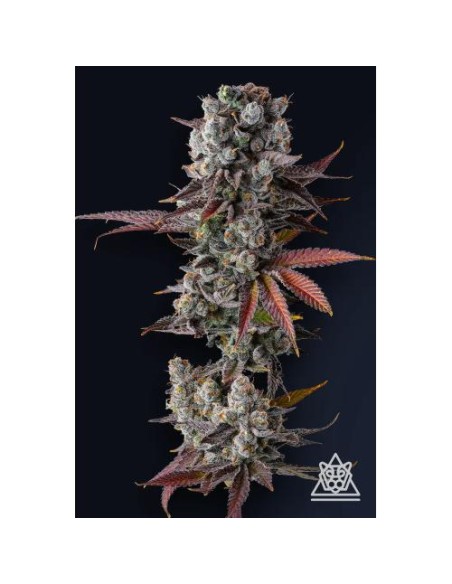 Hawaiian Sunkist FEM di Compound Genetics – 7 semi femminizzati di altissima qualità.