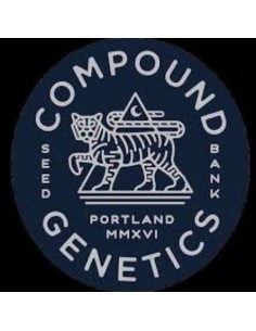 Dulce Dreams FEM di Compound Genetics – 7 semi femminizzati di altissima qualità. 2