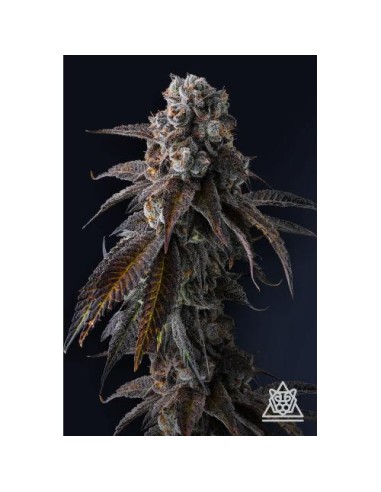 Dulce Dreams FEM di Compound Genetics – 7 semi femminizzati di altissima qualità.