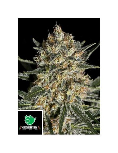 Genehtik Face Off Og Bilbo Femm 1 Seme