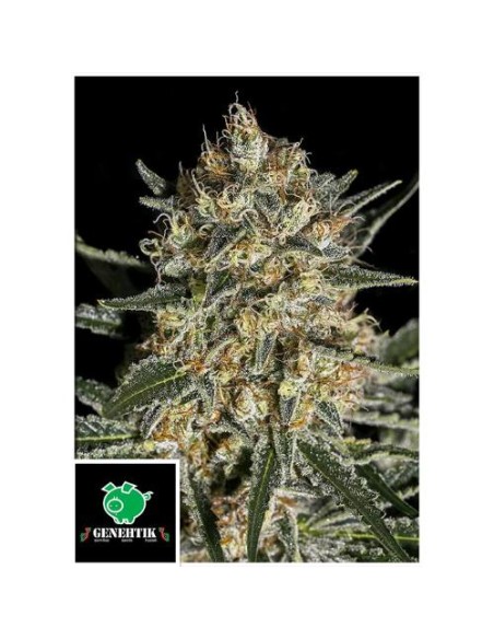 Genehtik Face Off Og Bilbo Femm 1 Seme