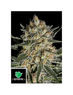 Genehtik Face Off Og Bilbo...