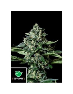 Genehtik Gorila Bilbo Femm...