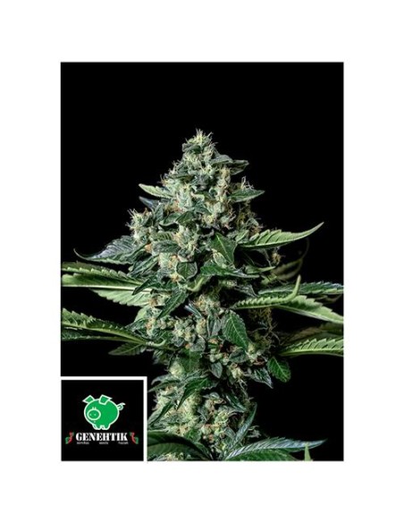 Genehtik Gorila Bilbo Femm 5 Semi