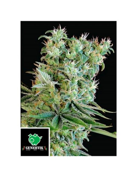 Genehtik Amnesia Bilbo Femm 1 Seme