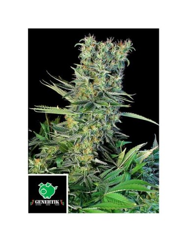 Genehtik Amnesia Bilbo Femm 1 Seme