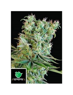 Genehtik Amnesia Bilbo Femm... 2