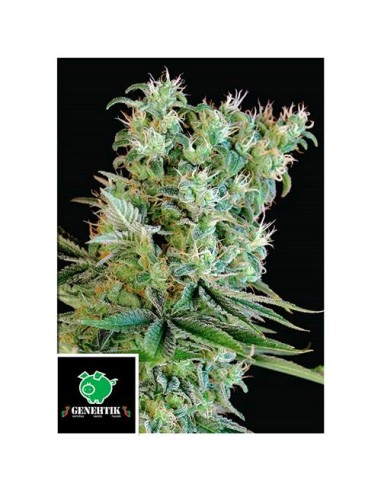 Genehtik Amnesia Bilbo Femm 5 Semi