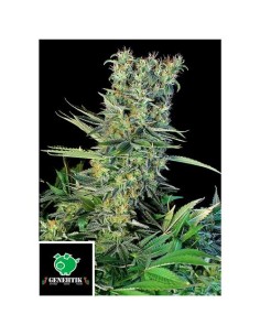 Genehtik Amnesia Bilbo Femm...