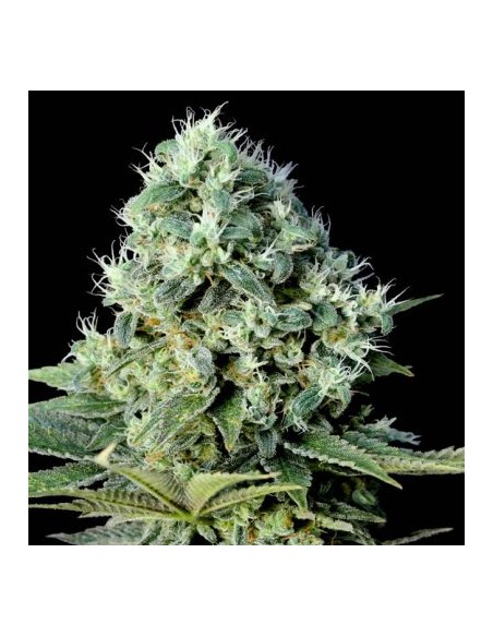 Genehtik Santa Bilbo Femm 1 Seme