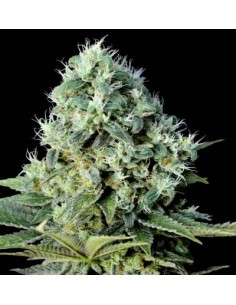 Genehtik Santa Bilbo Femm 5...