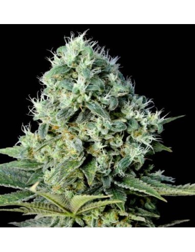 Genehtik Santa Bilbo Femm 5 Semi