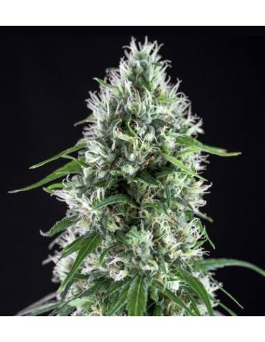 Genehtik Super Silver Bilbo Femm 1 Seme