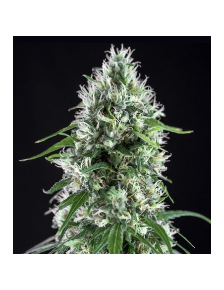 Genehtik Super Silver Bilbo Femm 1 Seme