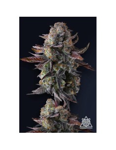 Grapaya FEM di Compound Genetics – 7 semi femminizzati di altissima qualità.