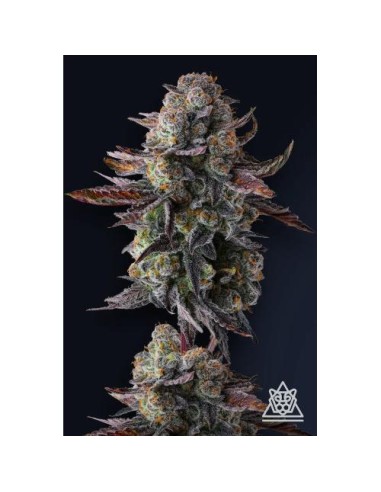 Grapaya FEM di Compound Genetics – 7 semi femminizzati di altissima qualità.