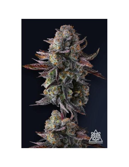 Grapaya FEM di Compound Genetics – 7 semi femminizzati di altissima qualità.