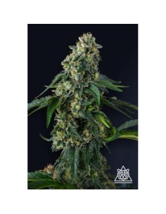 Presidential Pardon 7 Semi Fem Compound Genetics – genetica potente e resa eccezionale