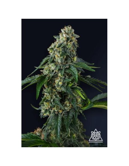 Presidential Pardon 7 Semi Fem Compound Genetics – genetica potente e resa eccezionale