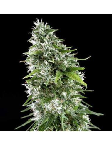 Genehtik Kritikal Bilbo x Ak-47 Femm 5 Semi