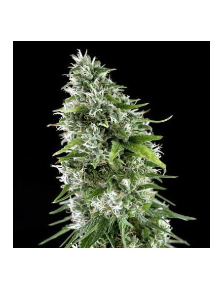 Genehtik Kritikal Bilbo x Ak-47 Femm 5 Semi