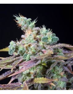 Scopri Genehtik Txomango: semi femminizzati da collezione con profilo aromatico tropicale. 2