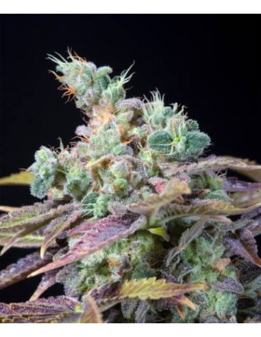 Genehtik Txomango Femm 1 Seme