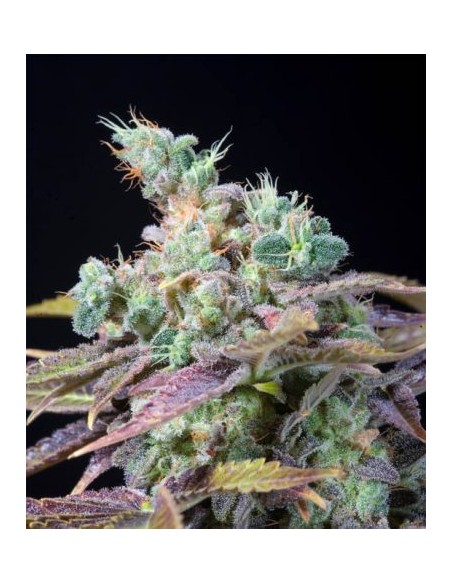 Genehtik Txomango Femm 1 Seme