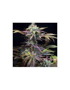 Scopri Genehtik Txomango: semi femminizzati da collezione con profilo aromatico tropicale.