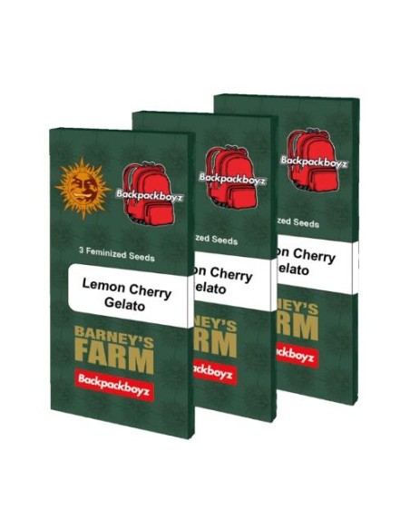 Barney's x Backpackboyz Lemon Cherry Gelato 1 Seme Femm