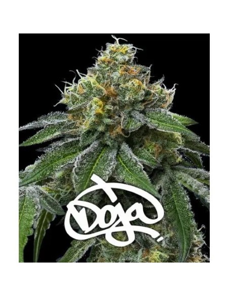 Barney's Farm Rs11 x Banana Og Doja Exclusive Femm 3 semi