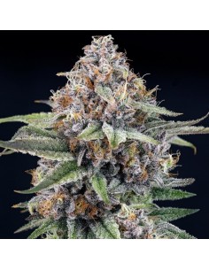 Seme Eyeballz Ripper Seeds, scelta ideale per collezionisti di genetiche pregiate.