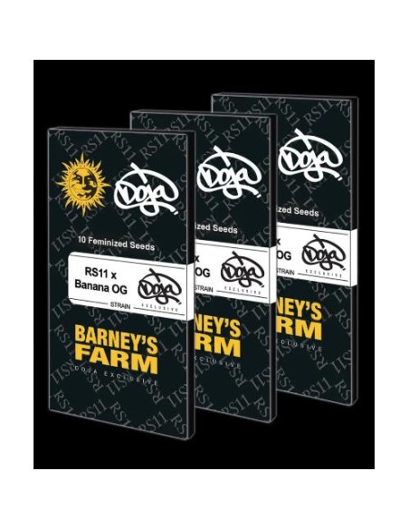Barney's Farm Rs11 x Banana Og Doja Exclusive Femm 5 semi