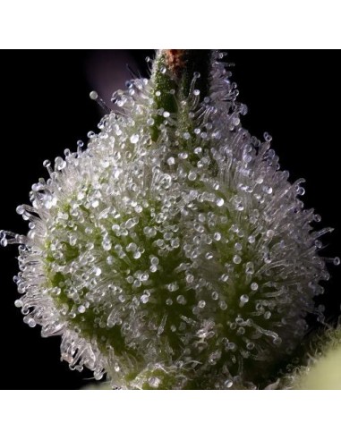 Barney's Farm Mendo Breath 3 Semi Femm