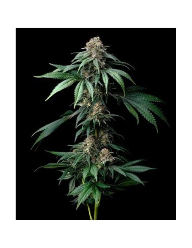Barney's Farm Mendo Breath 3 Semi Femm