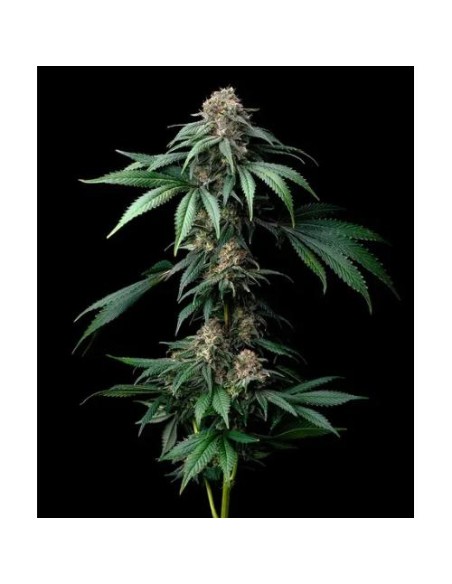 Barney's Farm Mendo Breath 5 Semi Femm